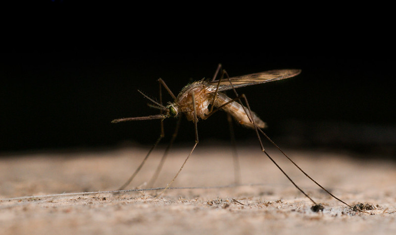 DOUBLE TROUBLE: Lockdown and flooding raise the risk of a spike in mosquito-borne diseases in Kenya