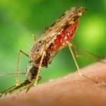 MALARIA BREAKTHROUGH
