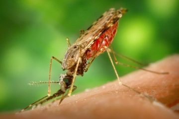 In Sudan, a migrant community reveals a resistance to malaria: the genetic study helping shape medicine
