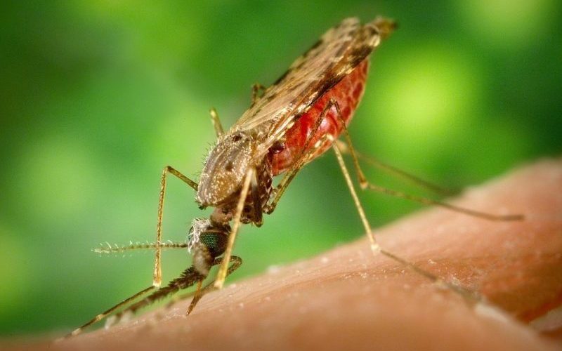 South African scientists’ malaria breakthrough