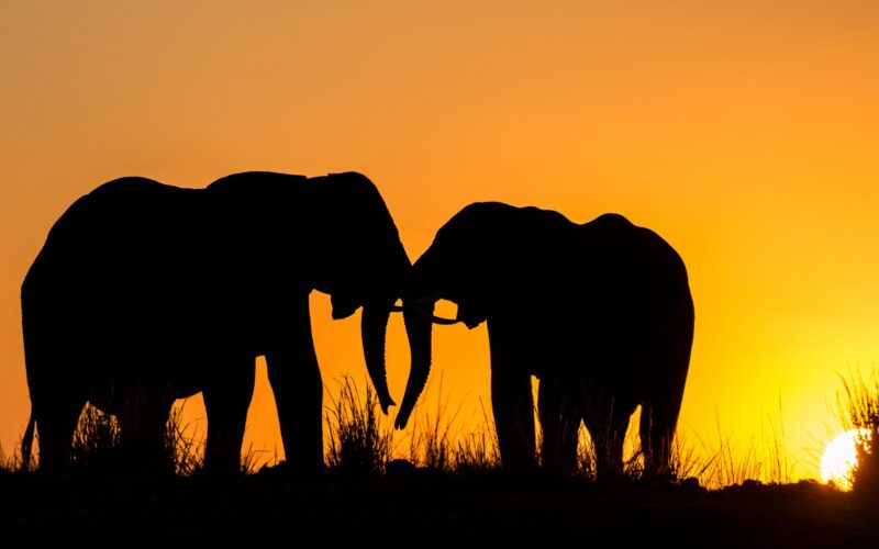 Kenya elephant numbers more than double in 1980-2018 – tourism minister