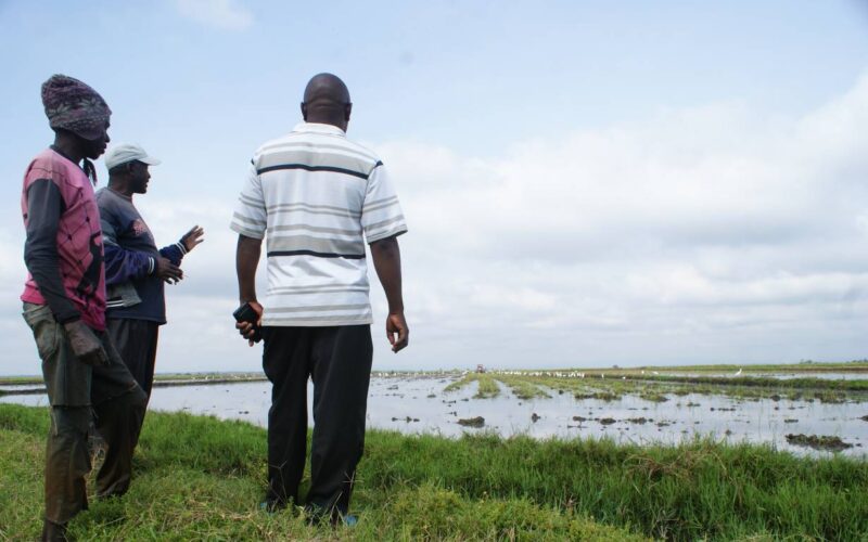 Land rights battle inches Kenyan rice farmers closer to title deeds