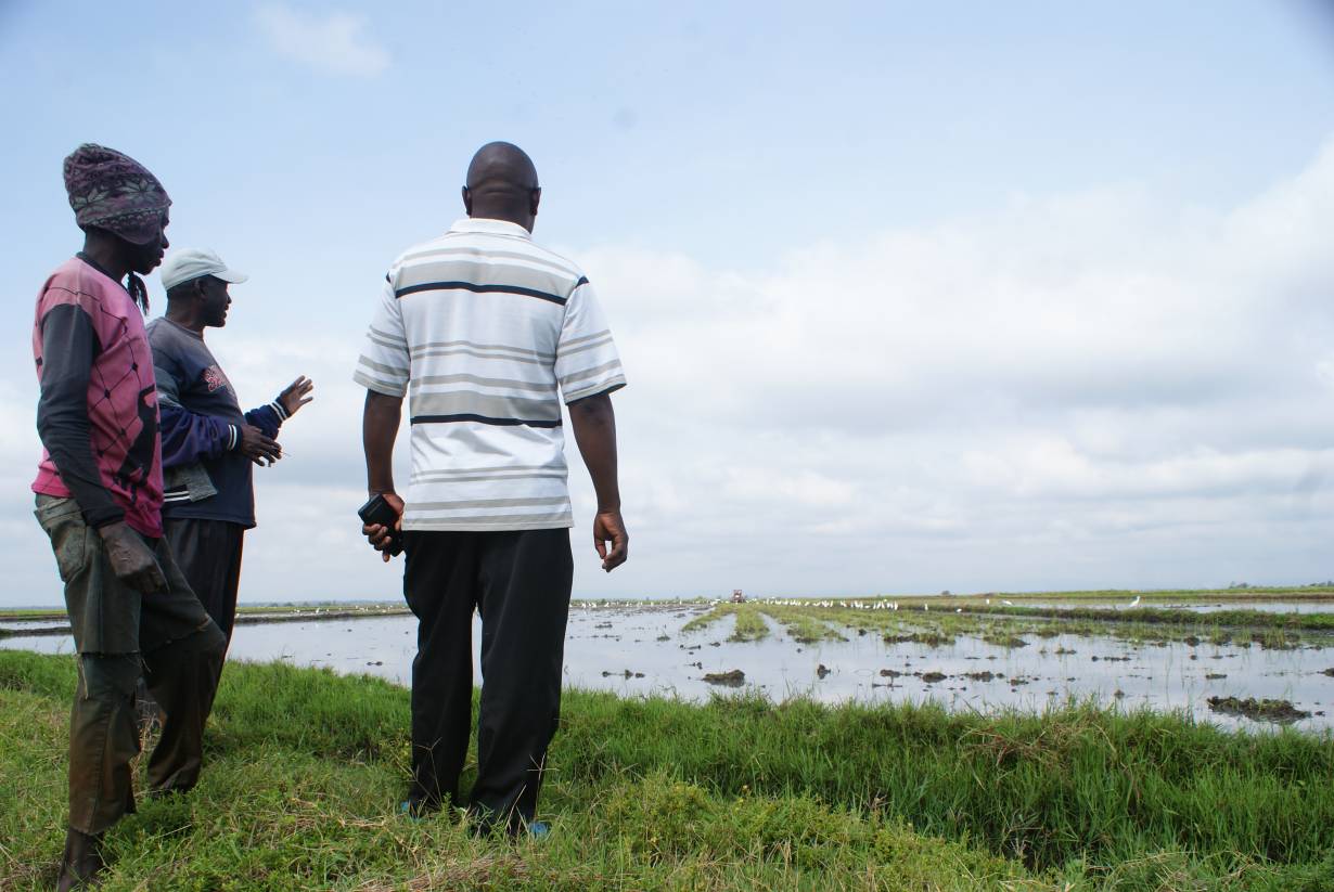 Land rights battle inches Kenyan rice farmers closer to title deeds
