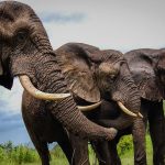 Namibia warns about elephant dung cure for coronavirus as cases rise