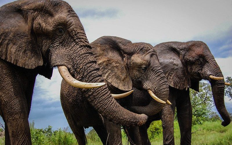 Botswana says natural toxin could be behind elephant deaths