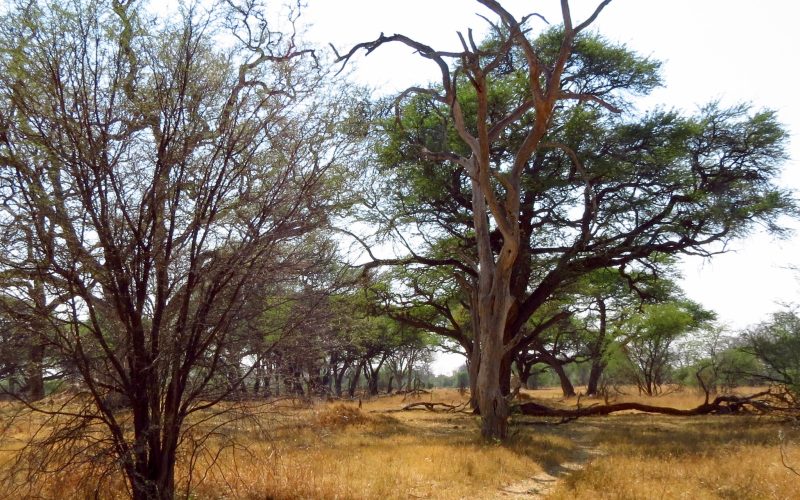 Why rural electrification won’t fix deforestation in Zimbabwe
