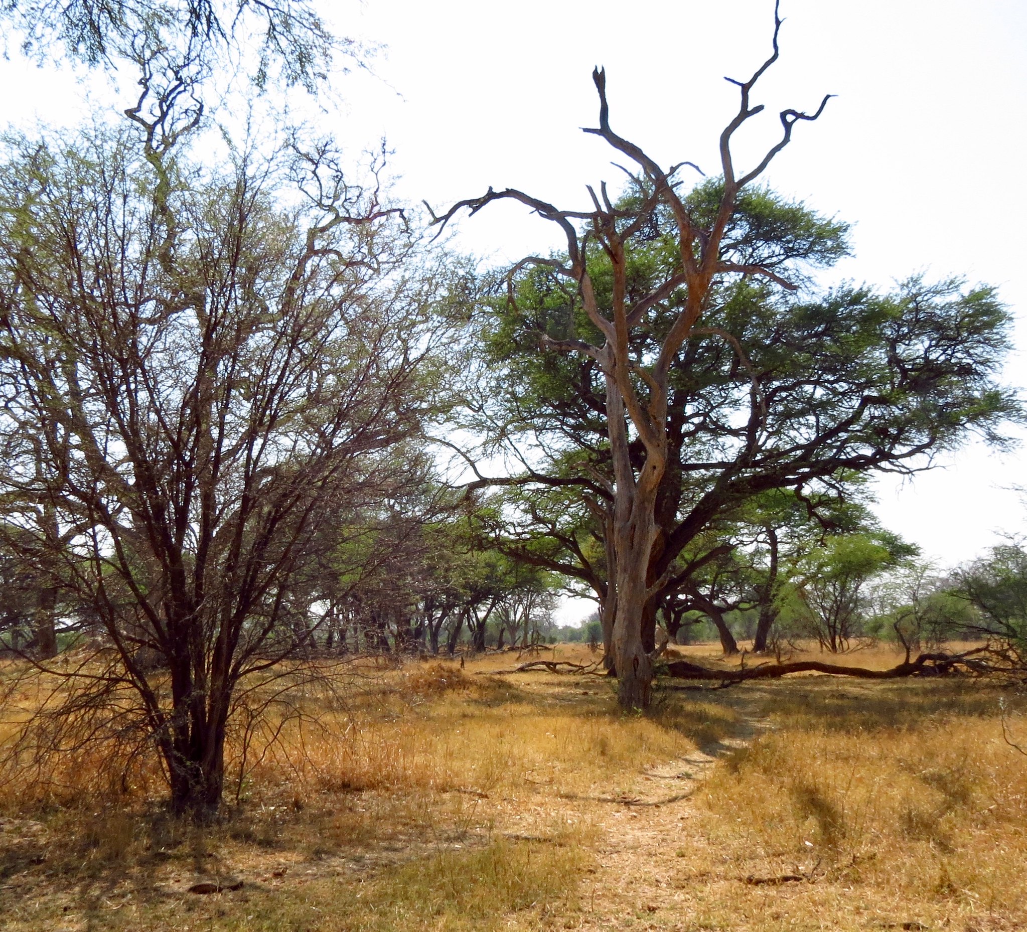 Why rural electrification won't fix deforestation in Zimbabwe