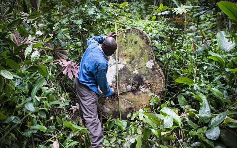 Central African states seek to make forests work for people and planet