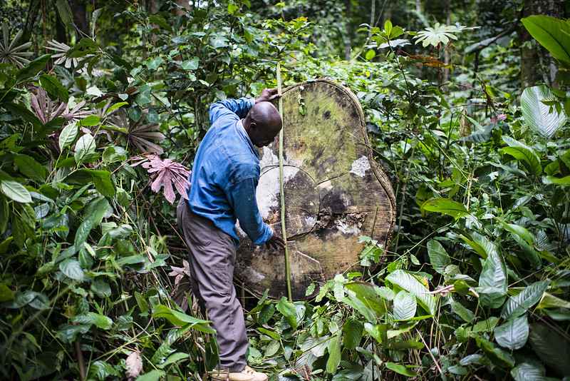 Central African states seek to make forests work for people and planet