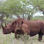 Black rhino and calf – Credit Karl Stromayer-USFWS via Flickr