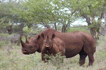 South Africa’s 70,000kg rhino horn stockpile must be burnt to prevent illegal trading