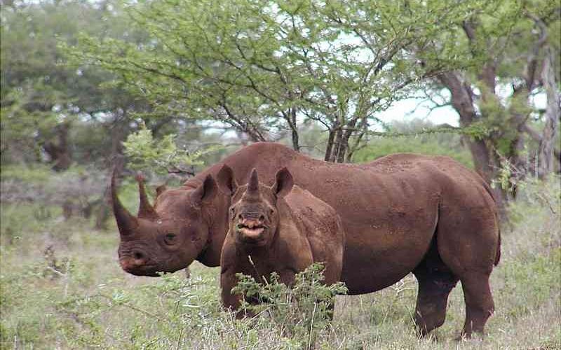 Rhino poaching in Namibia down 63% on tougher policing, penalties