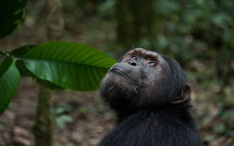Chimpanzees once helped African rainforests recover from a major collapse