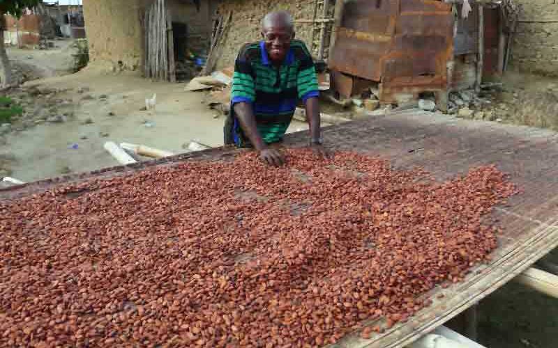 Nigeria cocoa output to fall in 2020/21 on virus, dry weather -cocoa association