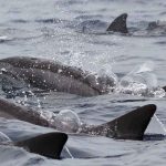Mauritius fishermen battle to save dozens dolphins near oil spill