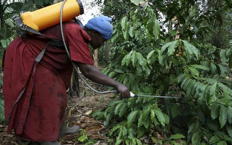 Beetles threaten Ugandan coffee crop