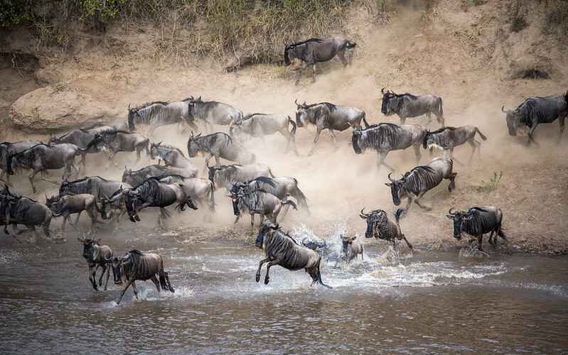 Kenya’s famed wildebeest migration begins without foreign tourist crowds
