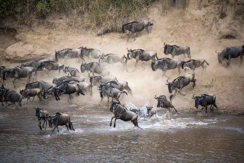 Kenya's famed wildebeest migration begins without foreign tourist crowds
