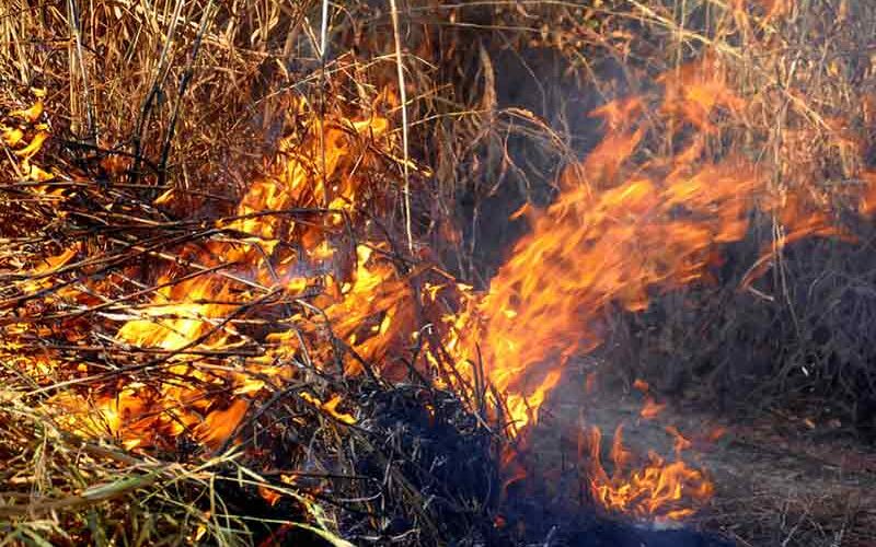 Brazil’s Pantanal, world’s largest wetland, burns from above and below