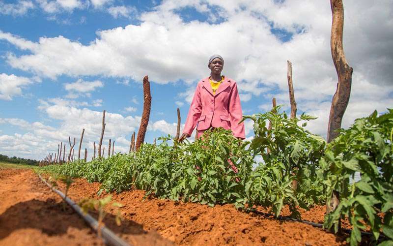 Hit by worsening drought, Zimbabwe taps funding for water-wise farming