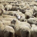 South‌ ‌African‌ ‌animal‌ ‌rights‌ ‌ group‌ ‌asks‌ ‌court‌ ‌to‌ ‌ban‌ ‌live‌ ‌sheep‌ ‌shipments‌ ‌by‌ ‌Kuwaiti‌ ‌ firm‌