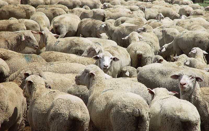 S.African court allows sheep exports to Middle East, rejects cruelty concerns