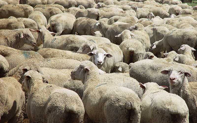 South‌ ‌African‌ ‌animal‌ ‌rights‌ ‌ group‌ ‌asks‌ ‌court‌ ‌to‌ ‌ban‌ ‌live‌ ‌sheep‌ ‌shipments‌ ‌by‌ ‌Kuwaiti‌ ‌ firm‌