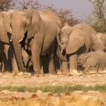 Namibia to auction 170 elephants over drought, increased population
