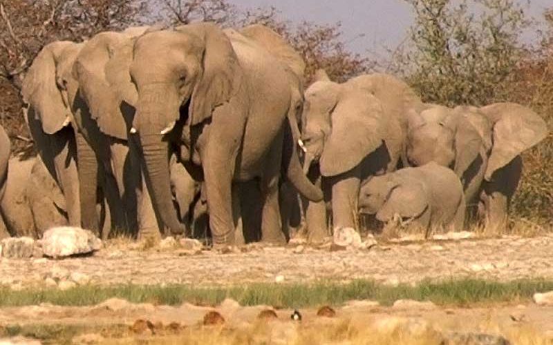 Namibia to auction 170 elephants over drought, increased population