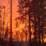 Trump blames 'forest management' as Western wildfires become election issue