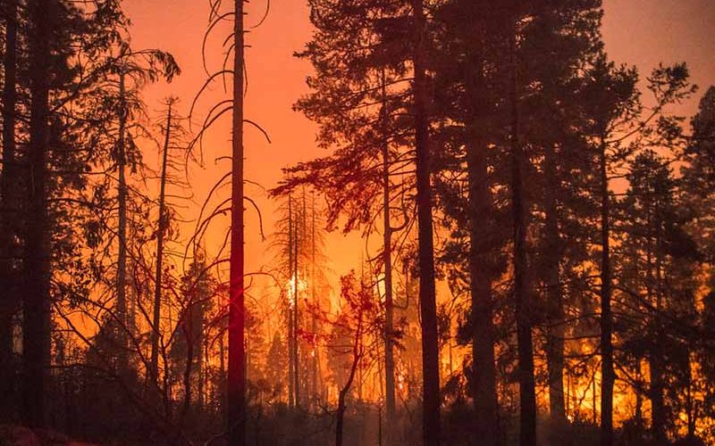 Trump blames ‘forest management’ as Western wildfires become election issue