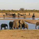 Zimbabwe plans to send dead elephants’ brain tissue to U.S. for toxin tests