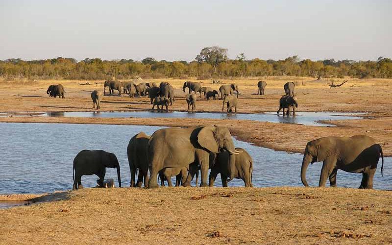 Zimbabwe plans to send dead elephants’ brain tissue to U.S. for toxin tests