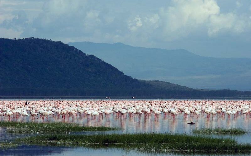 Long-missed pink flamingos return to Kenya’s Lake Nakuru