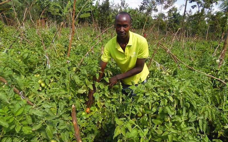 Swimming in tomatoes and bananas, Kenyan farmers count cost of COVID