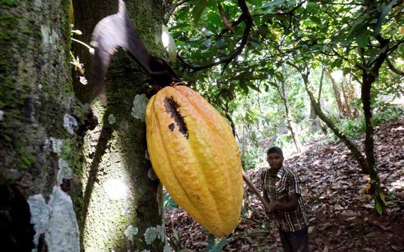 Child labour rising in West Africa cocoa farms despite efforts – report