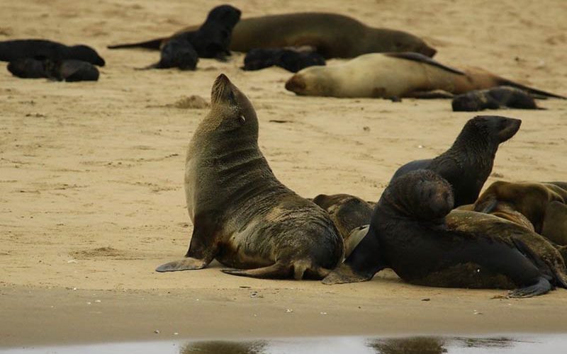 More than 7,000 dead seals found along Namibian beach – conservation group