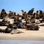 Namibia ‘on the brink of catastrophe’ after thousands of dead seal pups wash ashore