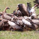 Poisoned carcasses killing off Kenya’s vultures