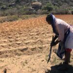 ‘Potholes’ from the past help drought-hit Zimbabwean farmers save water