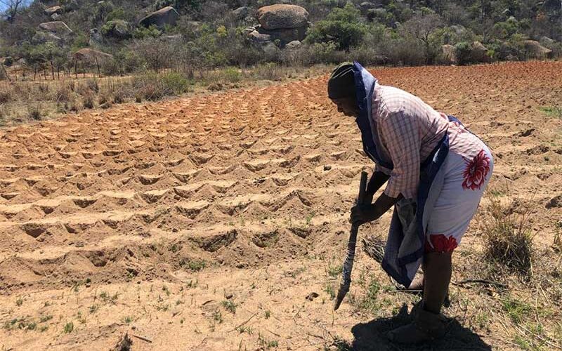 ‘Potholes’ from the past help drought-hit Zimbabwean farmers save water