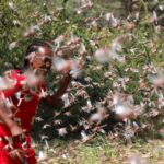 Swelled by rain and COVID curbs, locust swarms ravage Ethiopia