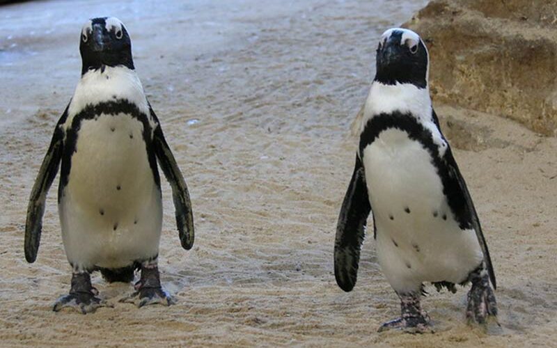 As African penguin population dwindles, researchers plan new colony