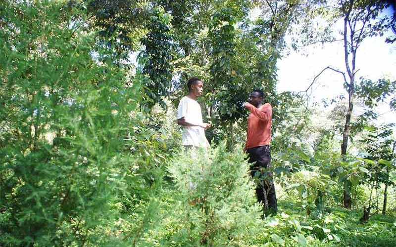 Kenyan farmers and young guides enlisted to protect city forests