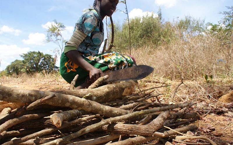 Coronavirus pandemic sparks surge in firewood use in rural Kenya