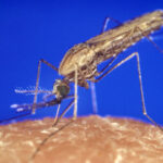 As the malaria season begins in southern Africa, COVID-19 complicates the picture
