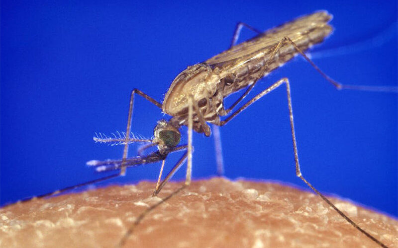 As the malaria season begins in southern Africa, COVID-19 complicates the picture