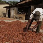 Ghana, Ivory Coast threaten to suspend cocoa companies' sustainability schemes