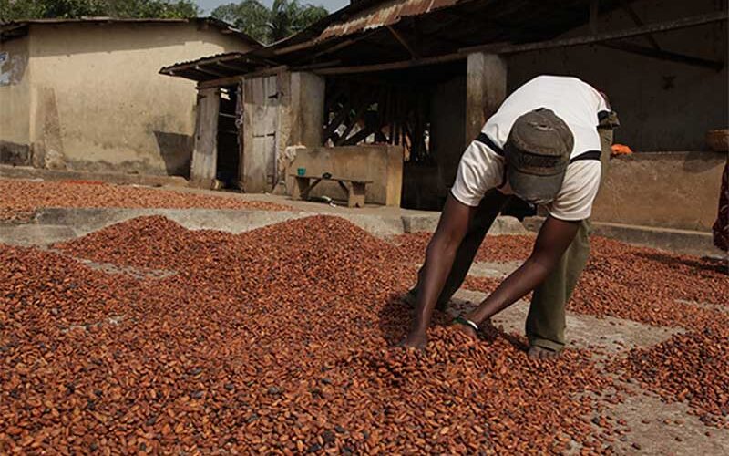 Nigeria’s unrest chokes cocoa shipments