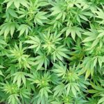 Malawi ready to produce cannabis for industrial and medicinal use